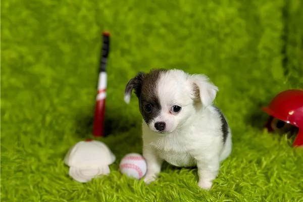 Regalo Chihuahua toy pedigree  | Foto 1