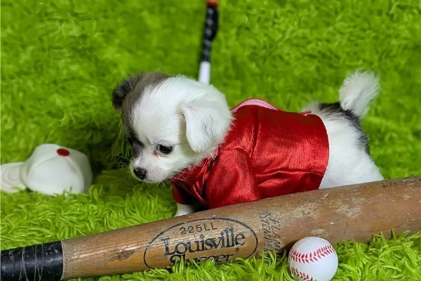 Regalo Chihuahua toy pedigree 