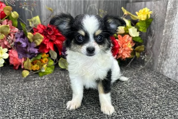 regalo cuccioli di chihuahua mini | Foto 3