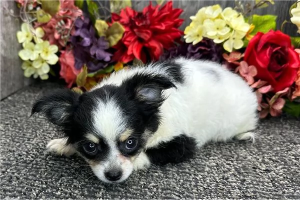 regalo cuccioli di chihuahua mini | Foto 2