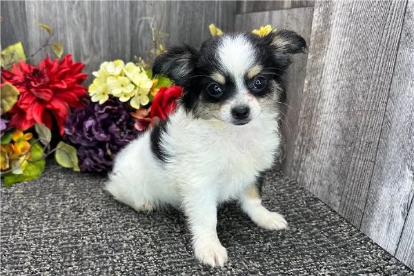 regalo cuccioli di chihuahua mini | Foto 1