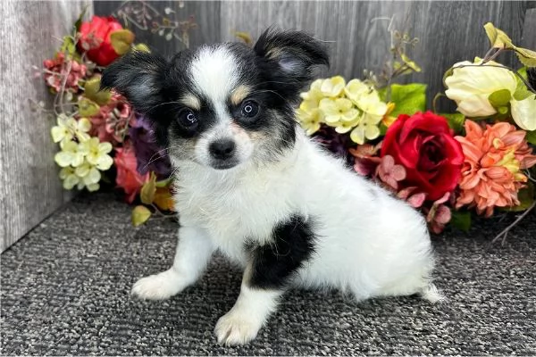 regalo cuccioli di chihuahua mini | Foto 0