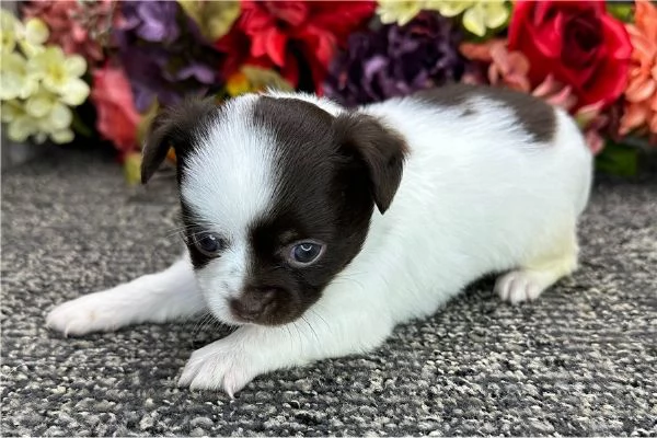 Vendita cucciolo CHIHUAHUA TOY CUCCIOLI  | Foto 1