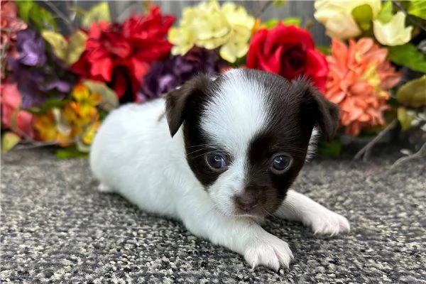 Vendita cucciolo CHIHUAHUA TOY CUCCIOLI 