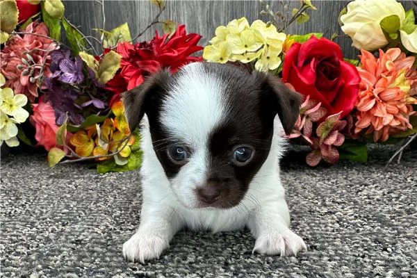 Vendita cucciolo CHIHUAHUA TOY CUCCIOLI  | Foto 0