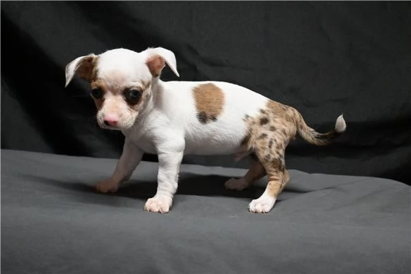 Regalo Cuccioli di chihuahua