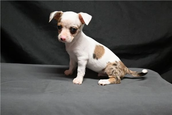 Regalo Cuccioli di chihuahua | Foto 5