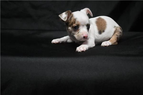 Regalo Cuccioli di chihuahua | Foto 2