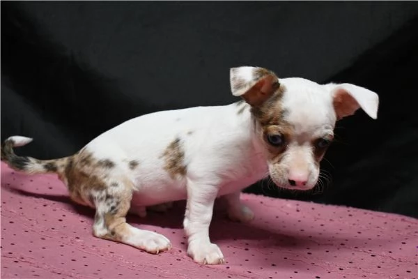 Regalo Cuccioli di chihuahua | Foto 1