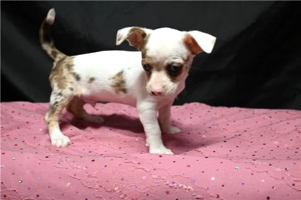 Regalo Cuccioli di chihuahua | Foto 0