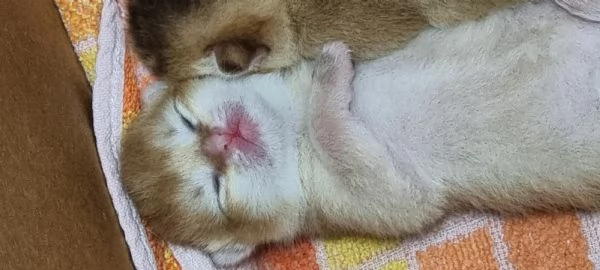 Bellissimi cuccioli scottish  | Foto 5