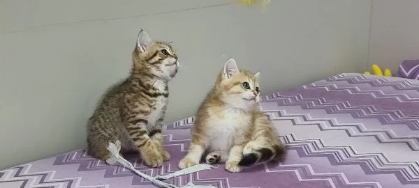 Bellissimi e dolcissimi cuccioli scottish  | Foto 6