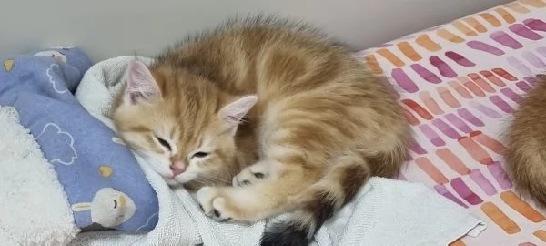 Bellissimi e dolcissimi cuccioli scottish  | Foto 5