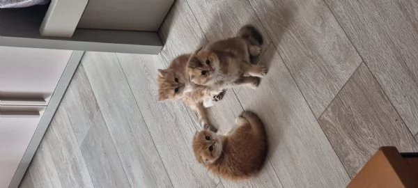 Bellissimi e dolcissimi cuccioli scottish  | Foto 4