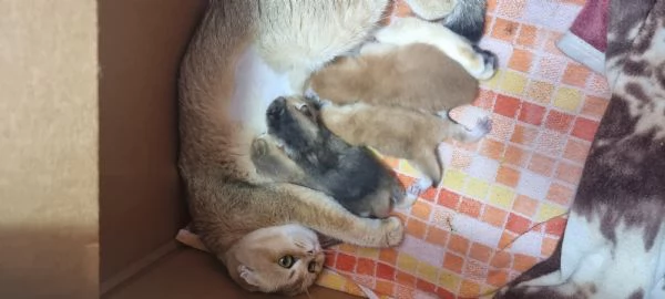 Bellissimi cuccioli scottish  | Foto 4