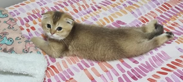 Bellissimi e dolcissimi cuccioli scottish  | Foto 3