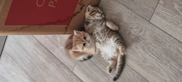 Bellissimi e dolcissimi cuccioli scottish  | Foto 2