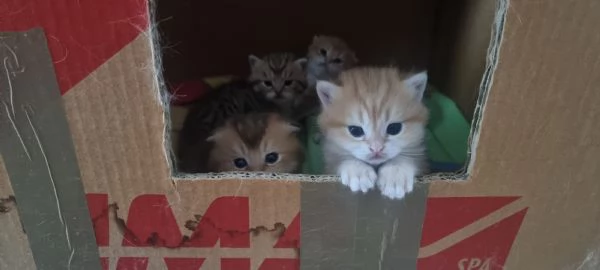 Bellissimi e dolcissimi cuccioli scottish  | Foto 0