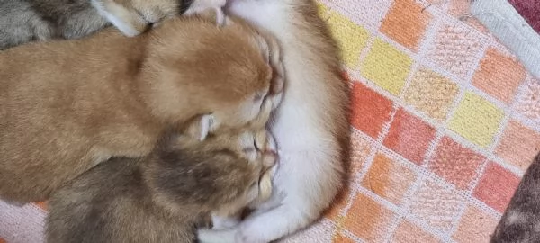 Bellissimi cuccioli scottish  | Foto 3