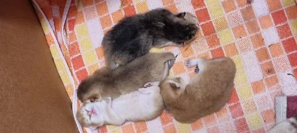 Bellissimi cuccioli scottish  | Foto 2