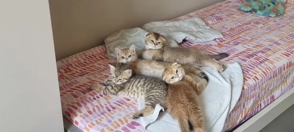 Bellissimi e dolcissimi cuccioli scottish 