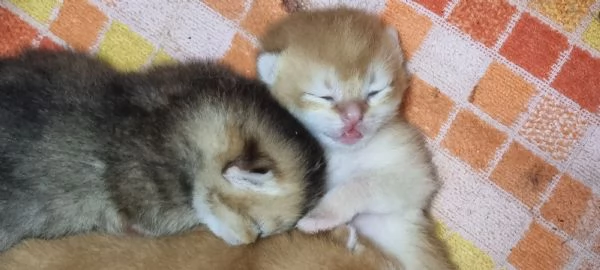 Bellissimi cuccioli scottish  | Foto 1