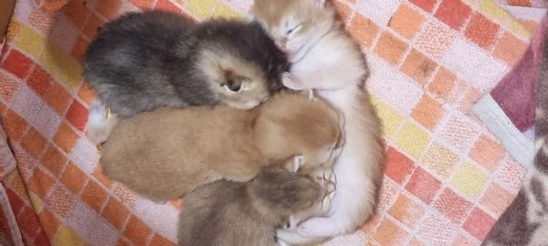 Bellissimi cuccioli scottish 