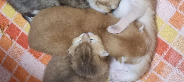 Bellissimi cuccioli scottish  | Foto 0