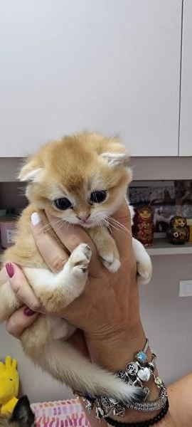 cuccioli scottish | Foto 4