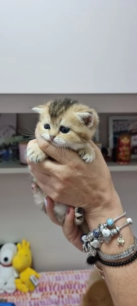 cuccioli scottish | Foto 3