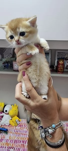 cuccioli scottish | Foto 1