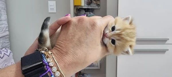 cuccioli scottish | Foto 7