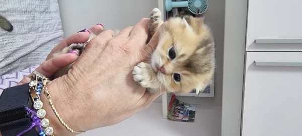 cuccioli scottish | Foto 4