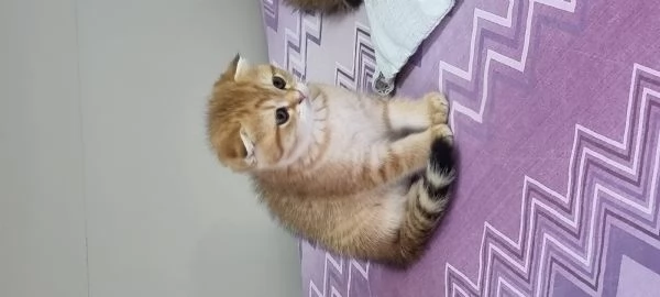 cuccioli scottish fold e straight  | Foto 9