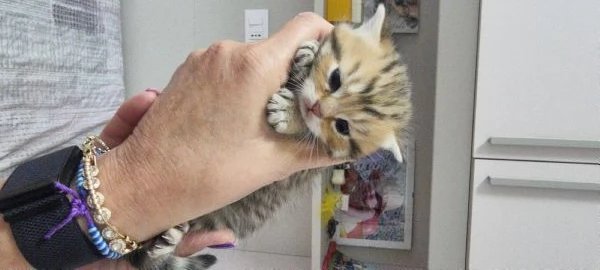 cuccioli scottish | Foto 2