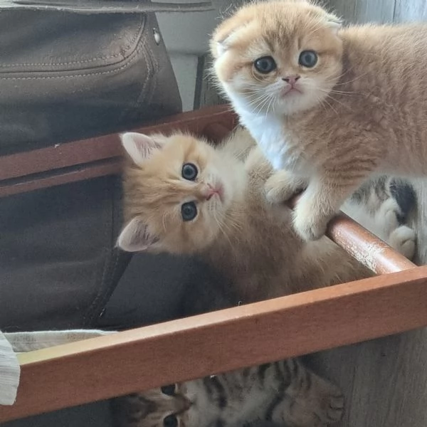 cuccioli scottish fold e straight  | Foto 4