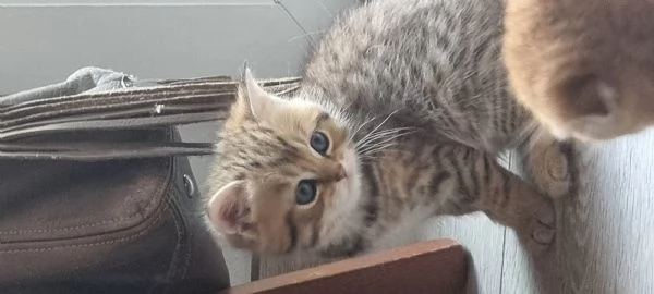 cuccioli scottish fold e straight  | Foto 3