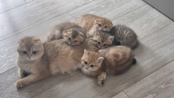 cuccioli scottish fold e straight 