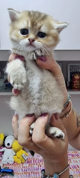 cuccioli scottish | Foto 0