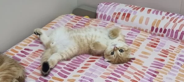 cuccioli scottish fold e straight  | Foto 0