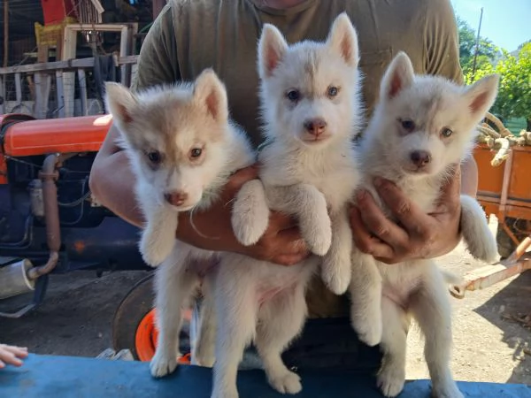 SIBERIAN HUSKY  | Foto 1