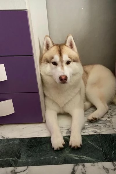 SIBERIAN HUSKY  | Foto 0