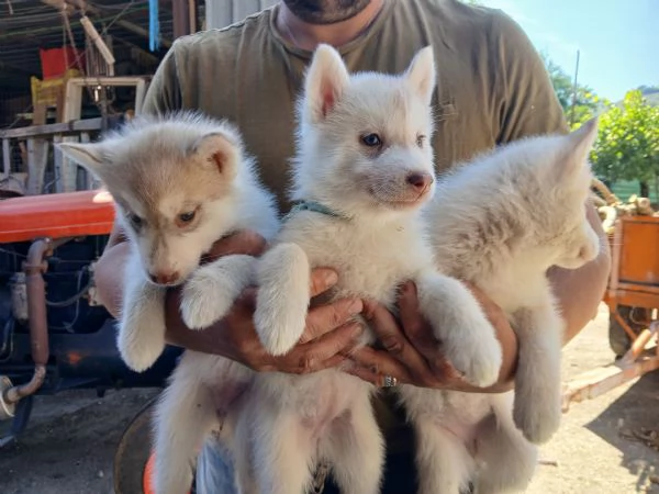 SIBERIAN HUSKY 