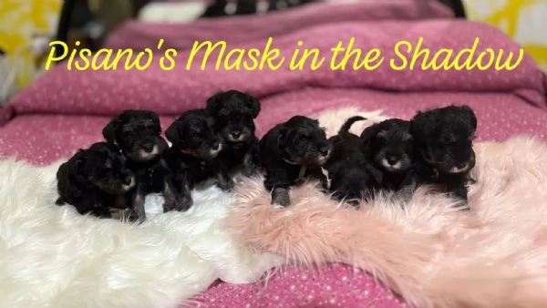 Cuccioli di Schnauzer nano nero argento 