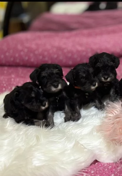 Cuccioli di Schnauzer nano nero argento  | Foto 4