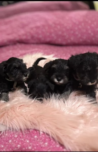 Cuccioli di Schnauzer nano nero argento  | Foto 3