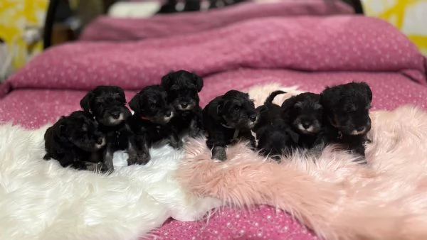 Cuccioli di Schnauzer nano nero argento  | Foto 2