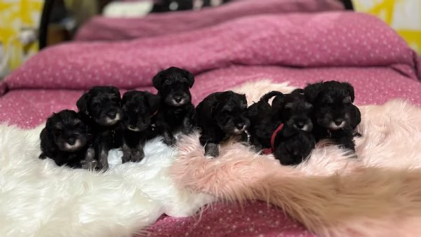 Cuccioli di Schnauzer nano nero argento  | Foto 0