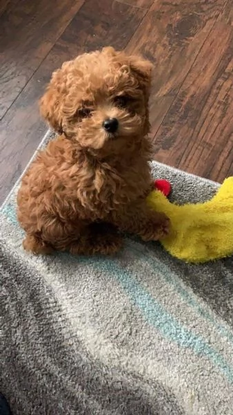 REGALO barboncino cuccioli Adorabili cuccioli di Poodle standart femminucce e maschietti disponibili