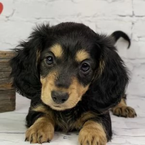 REGALO BEAGLE  | Foto 0